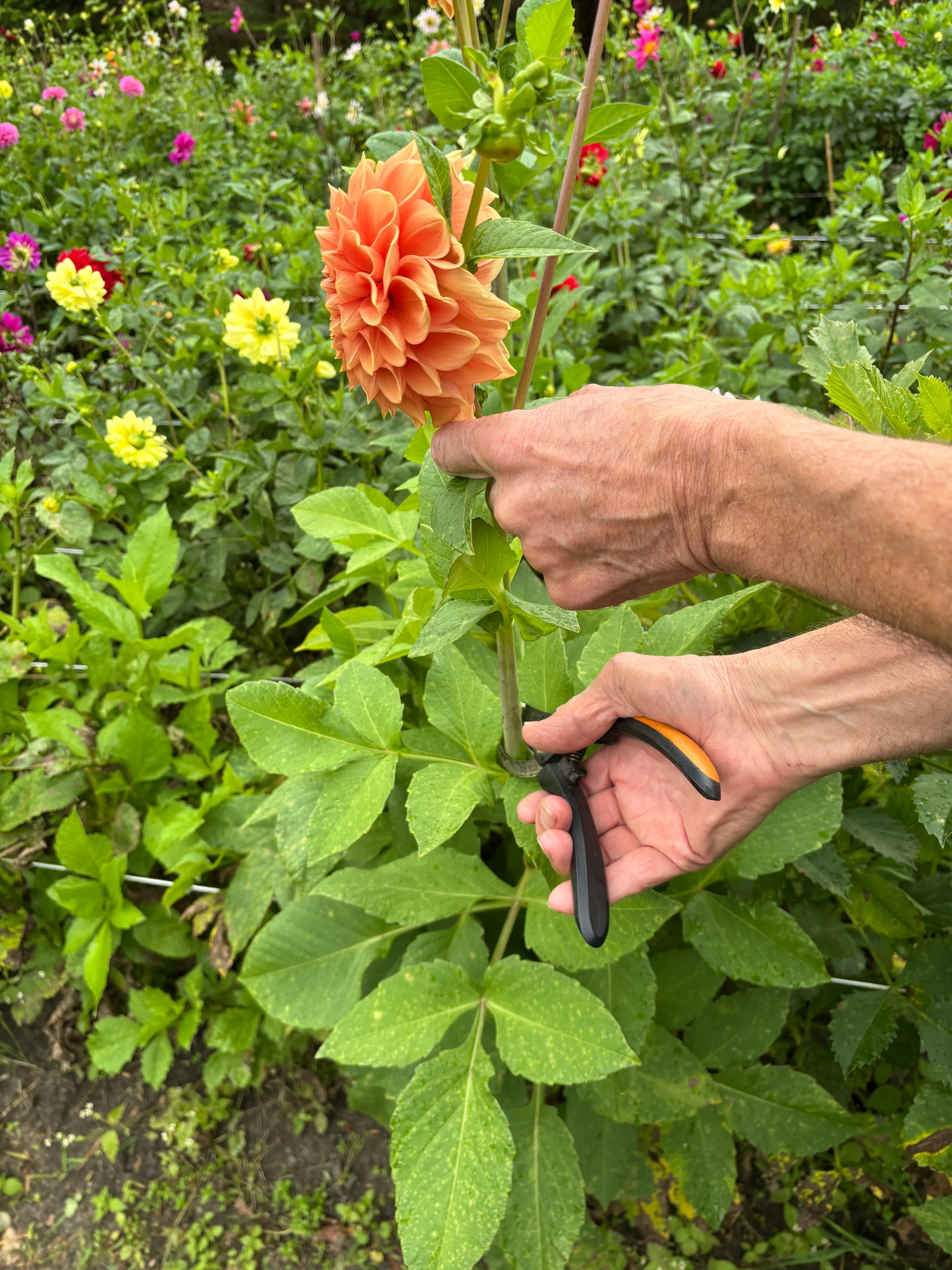 Dahlias fra marken · Vælg dine favoritter