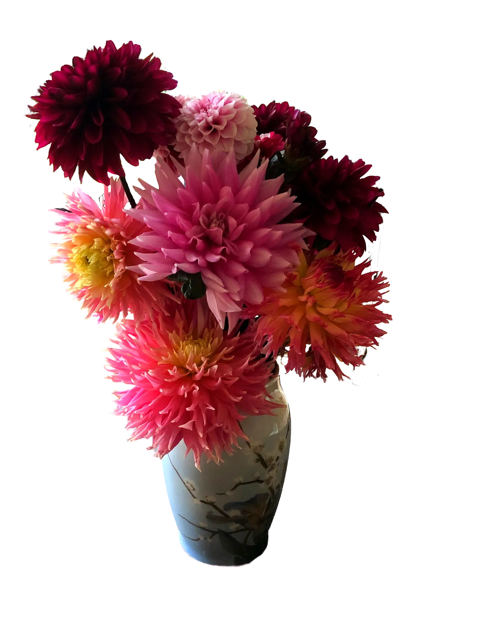 Dahlia-marken med blomster i lange rækker