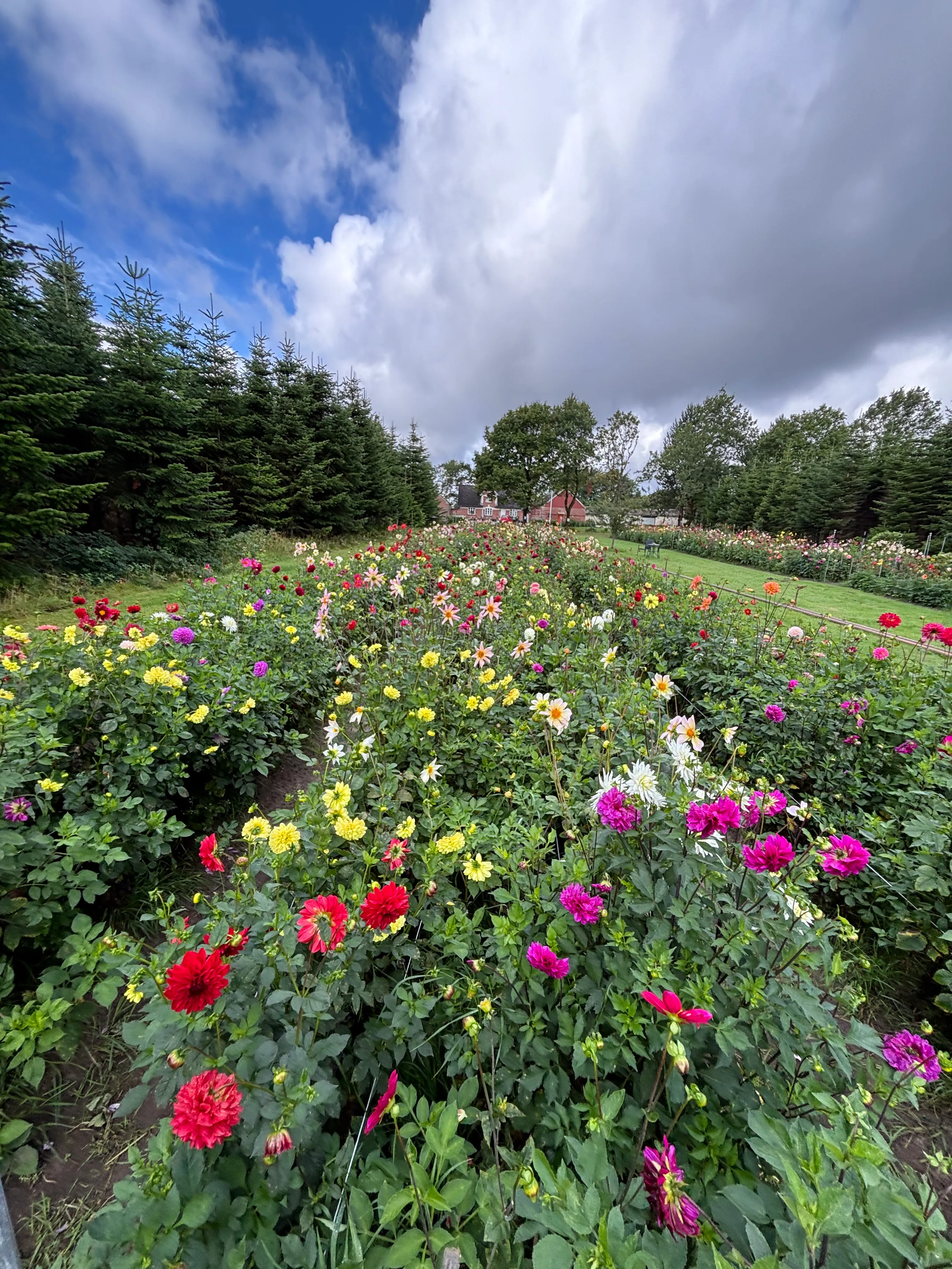 Familien bag PlukSelvDahlia