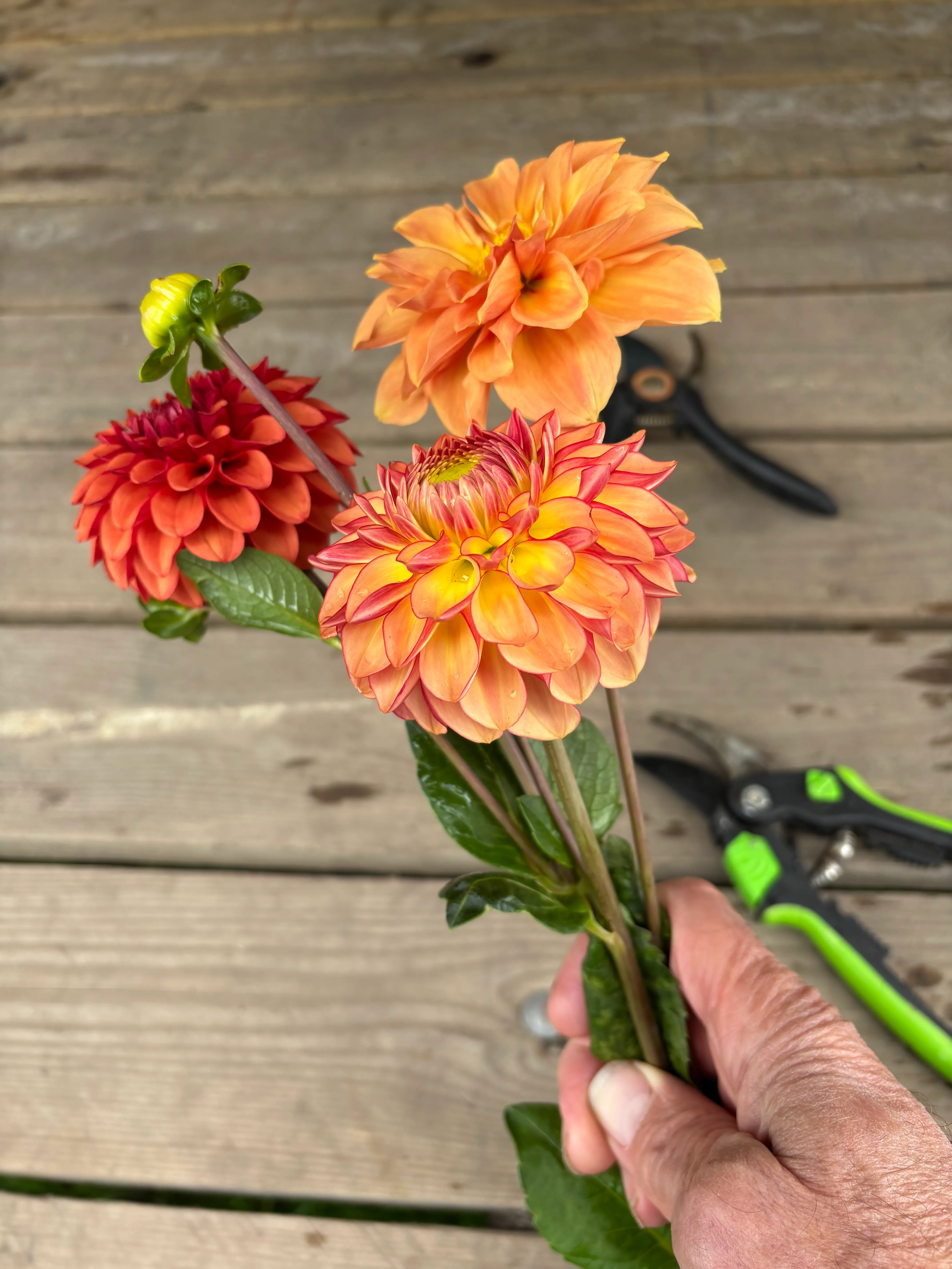 Dahlias fra marken · Bind buketten selv