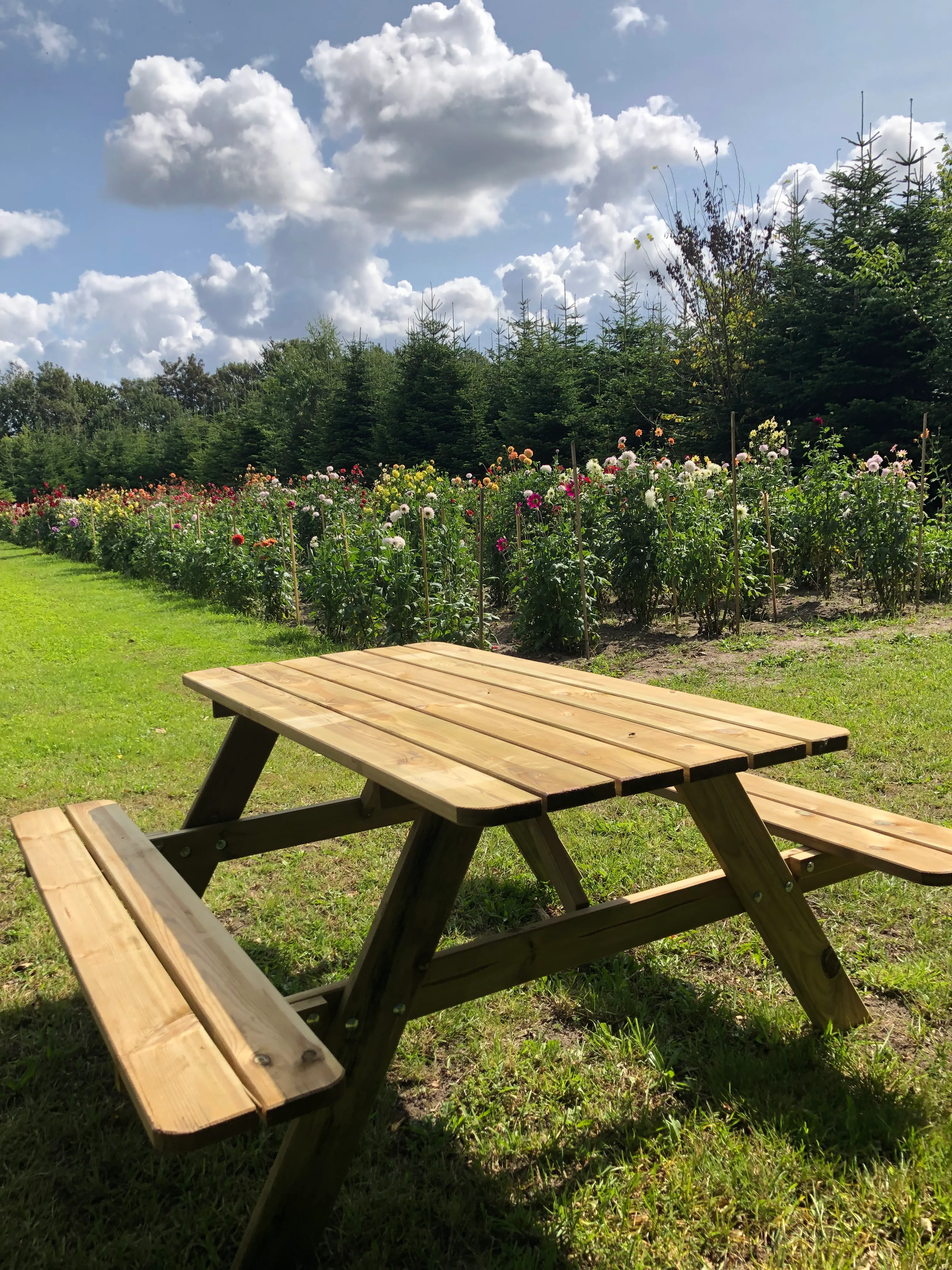 Et hav af dalliaer i sommerhaven