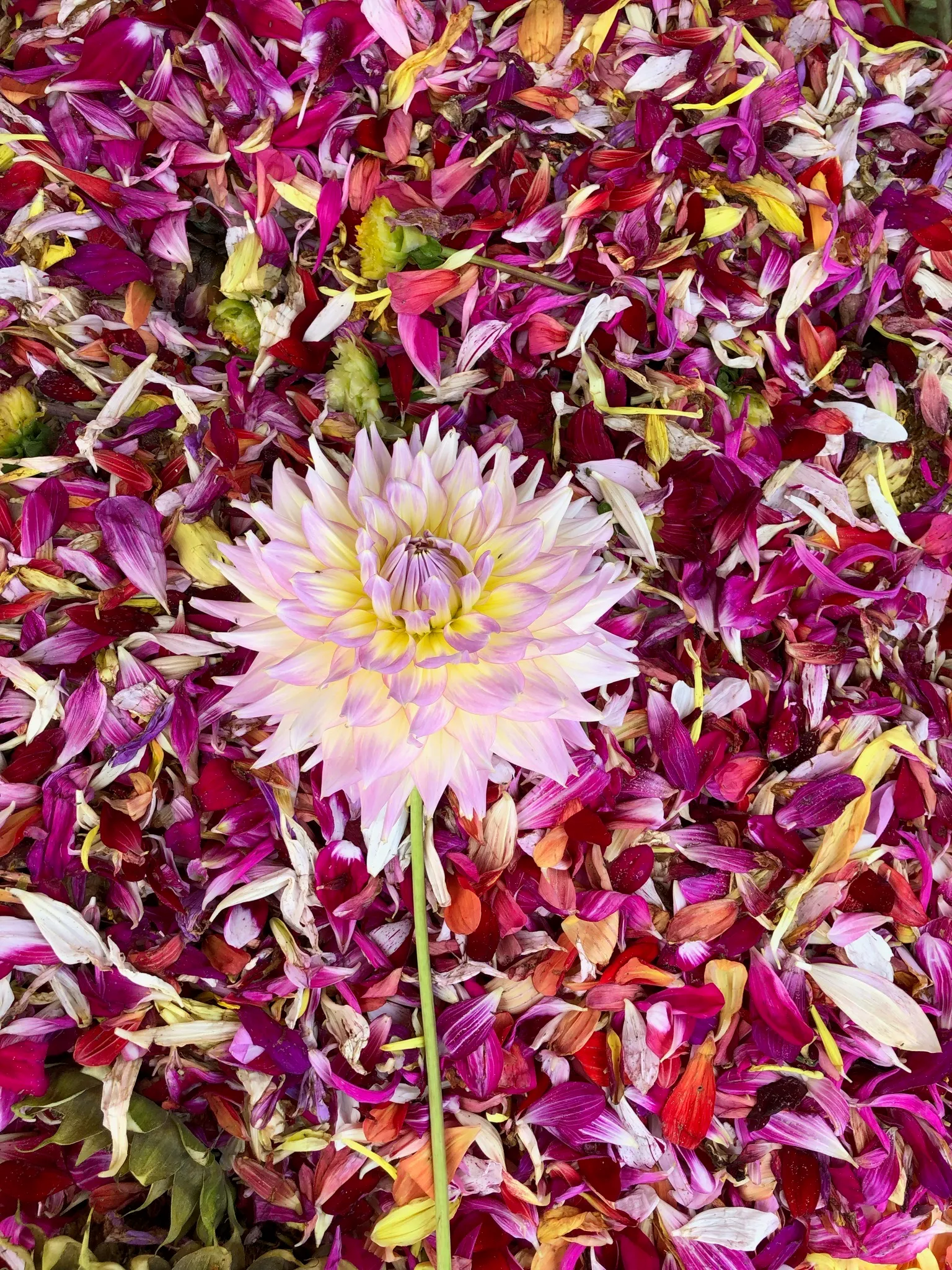 Dahlias på "gå-amok"